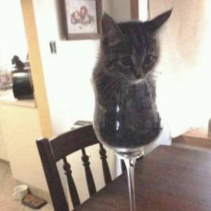 Meet your Posher, Bryce